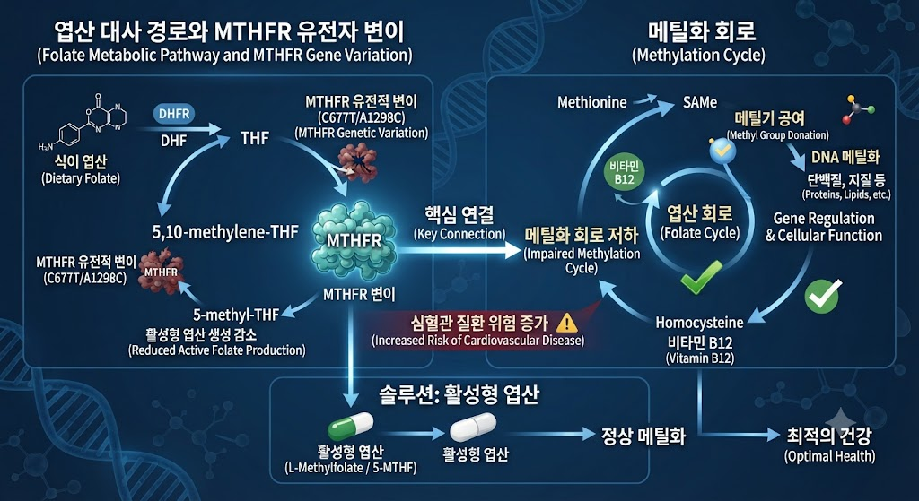 엽산 대사회로의 유전적 변이와 메틸화(Methylation)의 이해 1 image 32