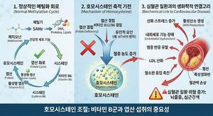 호모시스테인(Homocysteine) 수치와 심혈관 질환의 숨겨진 생화학적 연결고리 3 호모시스테인(Homocysteine) 수치와 심혈관 질환