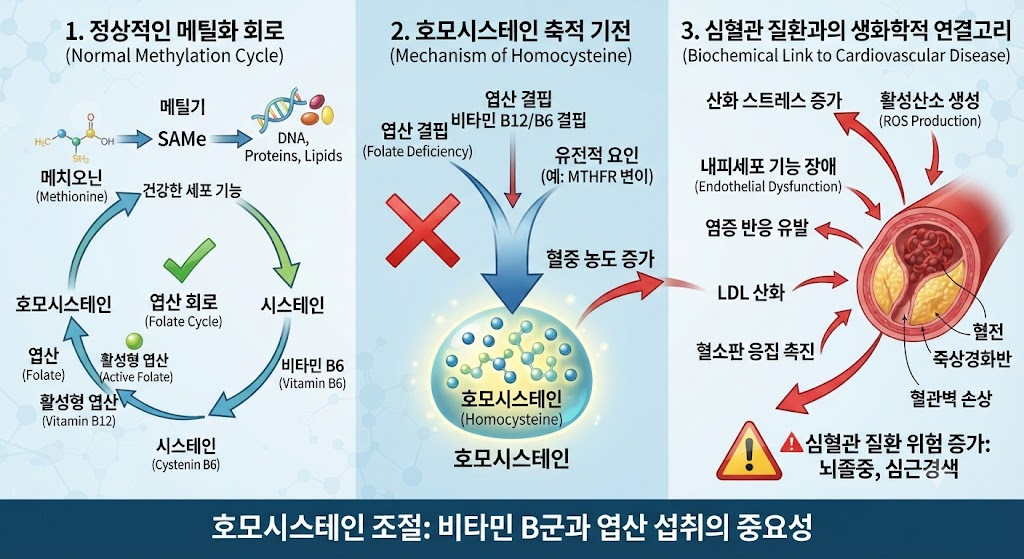 호모시스테인(Homocysteine) 수치와 심혈관 질환의 숨겨진 생화학적 연결고리 1 image 35