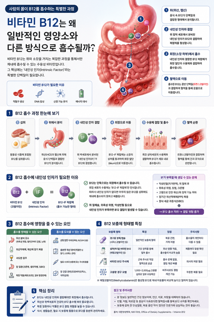 비타민 B12는 왜 일반적인 영양소와 다른 방식으로 흡수될까 1 image 40