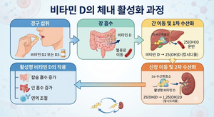 비타민 D는 먹은 뒤 체내에서 어떻게 활성형으로 바뀌는가 4 비타민D