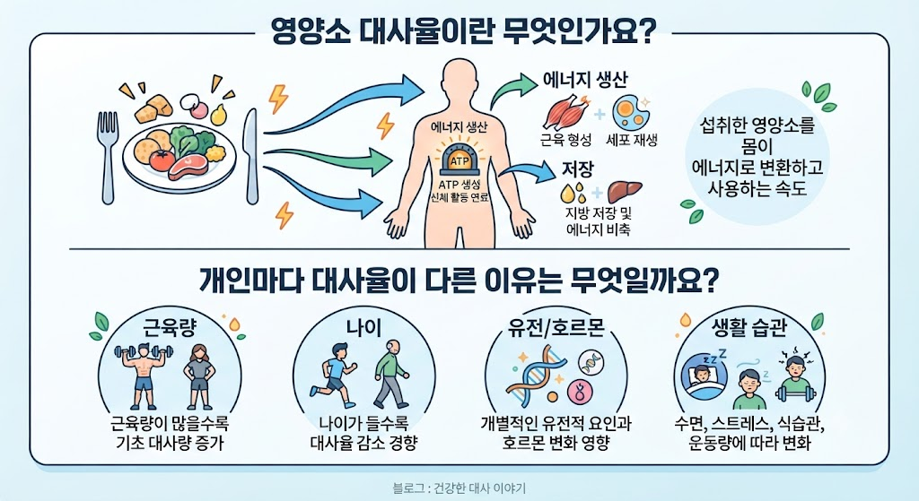 영양소의 대사율이란 무엇이며 개인마다 차이가 나는 이유 1 image 97