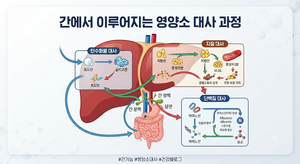 간에서 이루어지는 영양소 대사는 어떤 과정으로 진행되는가 4 간에서 이루어지는 영양소 대사는 어떤 과정으로 진행되는가